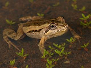 Common Froglet. Photo by Chris Tzaros.